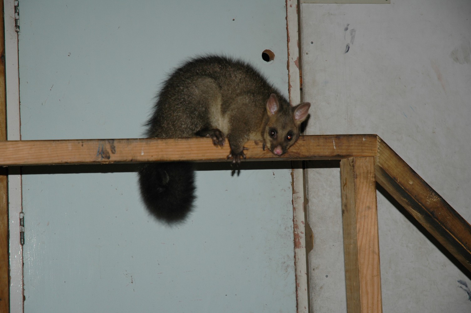 484   07 02   Foxton   Possum in de schuur